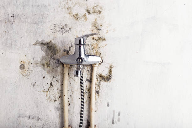 Best Affordable Mold Removal  in Centerville, IA