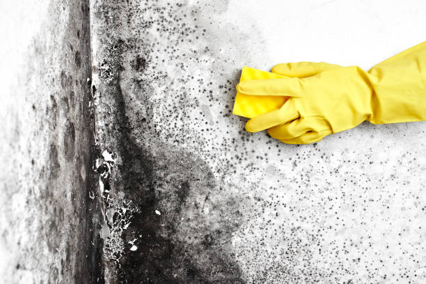 Best Toxic Mold Removal  in Centerville, IA