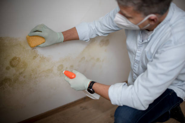 Professional Mold Removal in Centerville, IA