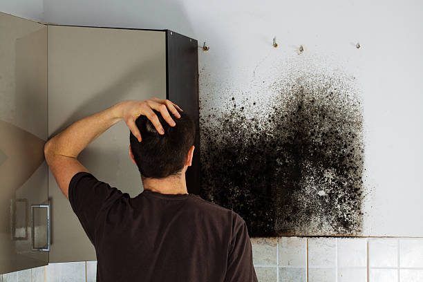 Best Mold Removal Specialists  in Centerville, IA