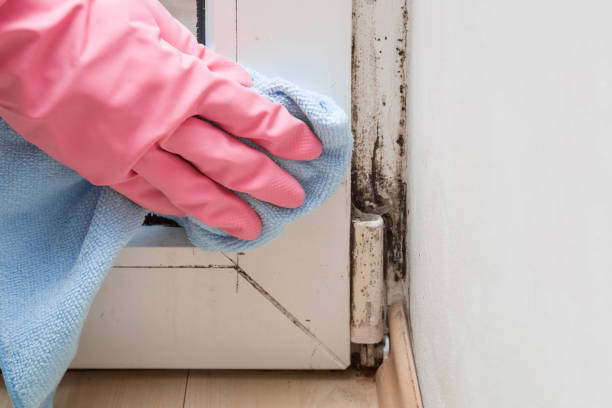 Best Professional Mold Removal  in Centerville, IA