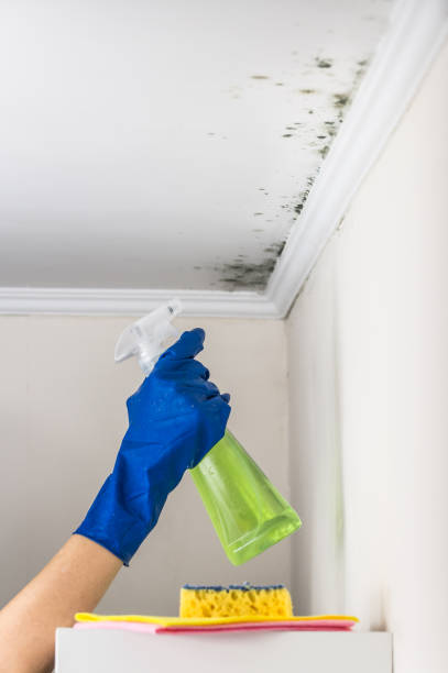 Best Attic Mold Removal  in Centerville, IA